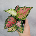 HOUSEPLANTS - AGLAONEMA KATRINA - 4"