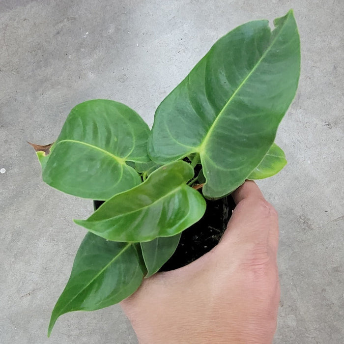 ANTHURIUM - ANTHURIUM VEITCHII - 4"