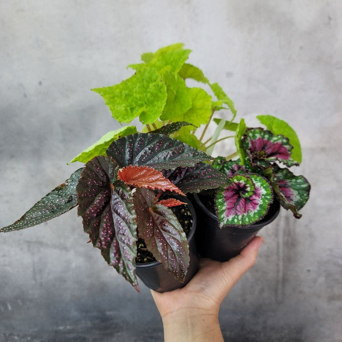 COLORFUL PLANTS - REX BEGONIA ASST - 4"