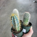 SUCCULENTS & CACTUS - Cactus Assorted - 2.5"