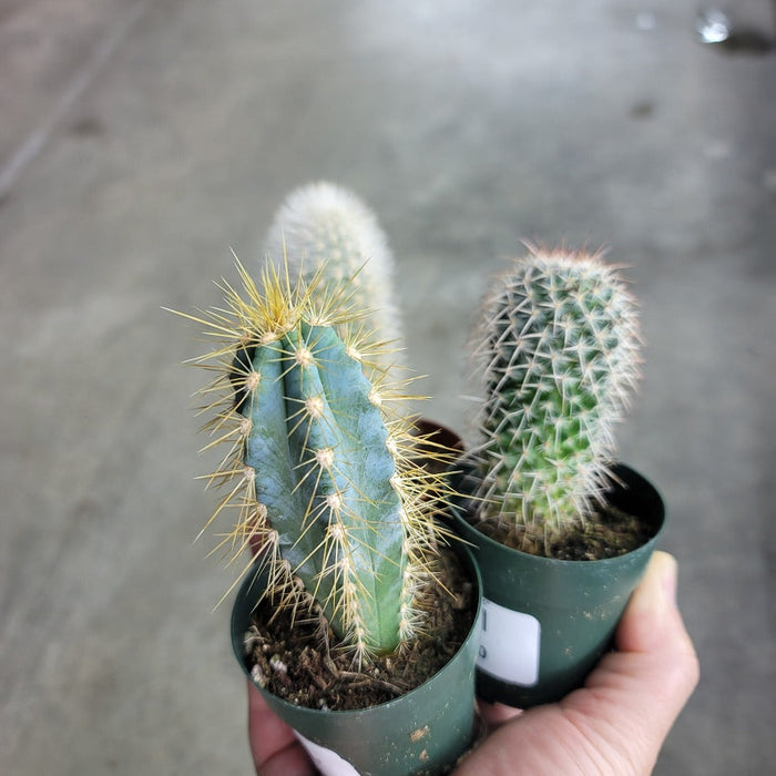 SUCCULENTS & CACTUS - Cactus Assorted - 2.5"