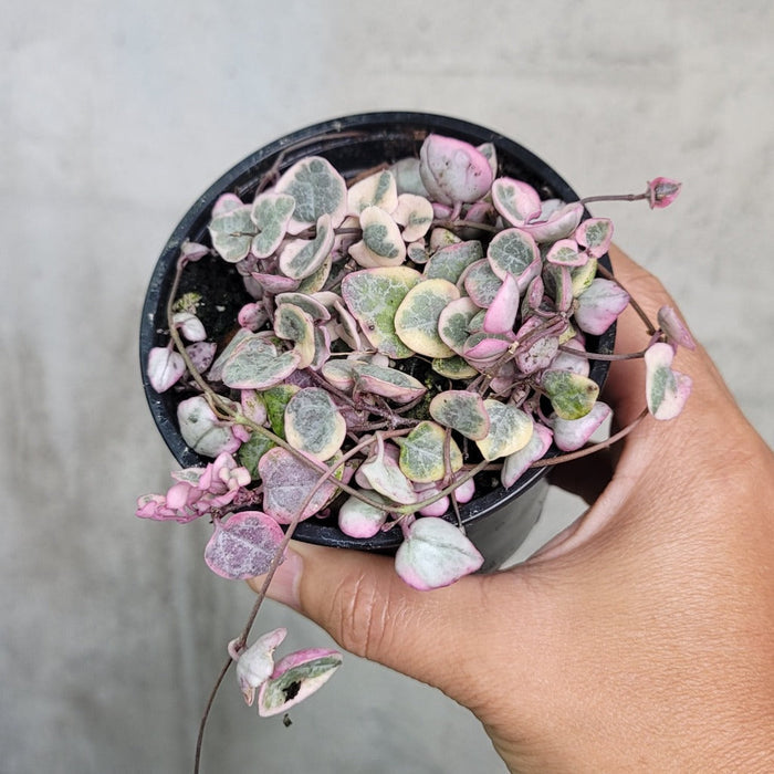HOUSEPLANTS - VARIEGATED STRING OF HEARTS - 4"
