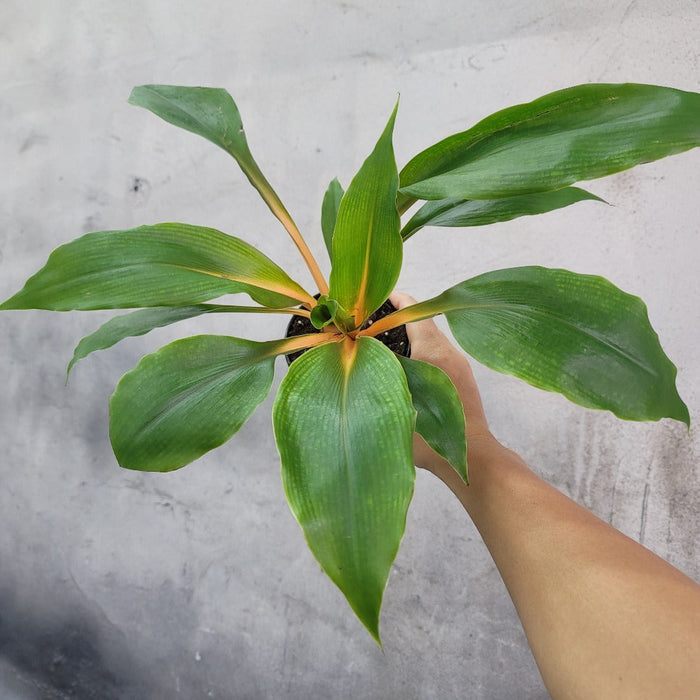 BEGINNER PLANTS - CHLOROPHYTUM AMANIENSE 'ORANGE MANDARIN' - 4"