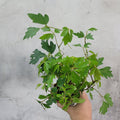 HOUSEPLANTS - CISSUS RHOMBIFOLIA - 4"