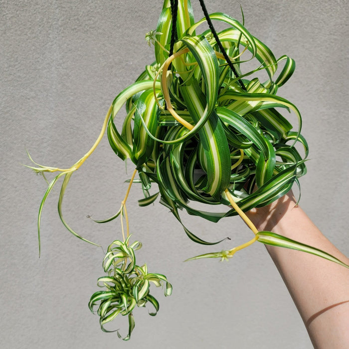 HOUSEPLANTS - CURLY SPIDER - BONNIE - 6" HANGING