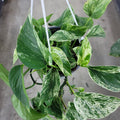 HANGING PLANTS - EPIPREMNUM MARBLE QUEEN POTHOS - 6" HB