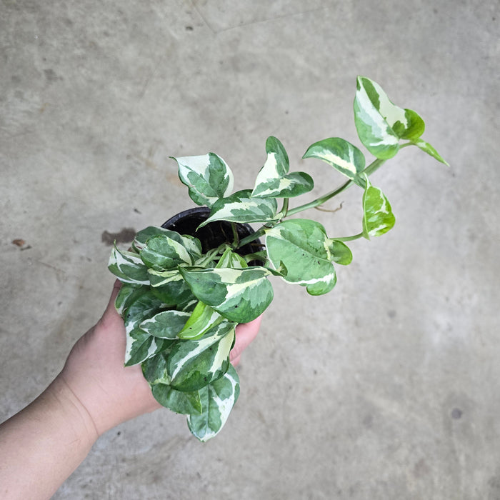 Epipremnum 'Pearls and Jade' - 4.5"