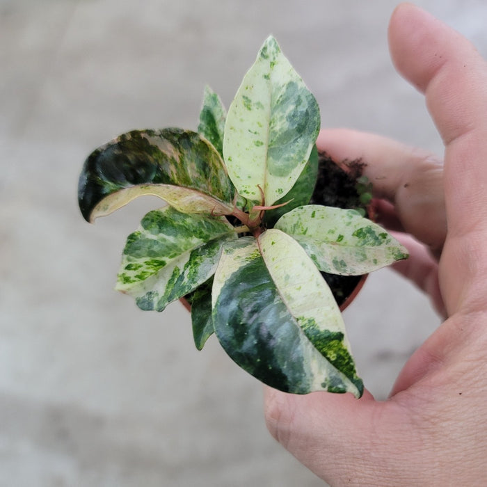 Ficus shiveriana - 2"
