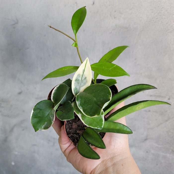 HOUSEPLANTS - HOYA ASST - 2"