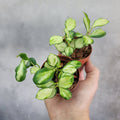 HOYA - HOYA HEUSCHKELIANA VARIEGATA