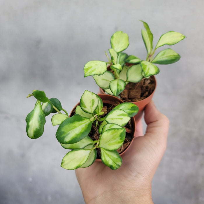 HOYA - HOYA HEUSCHKELIANA VARIEGATA