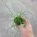 SMALL PLANTS - Juncus Effusus 'Spiralis' - 2"