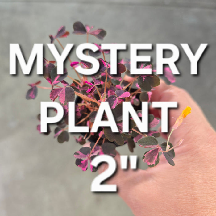 Mystery Plant - 2"