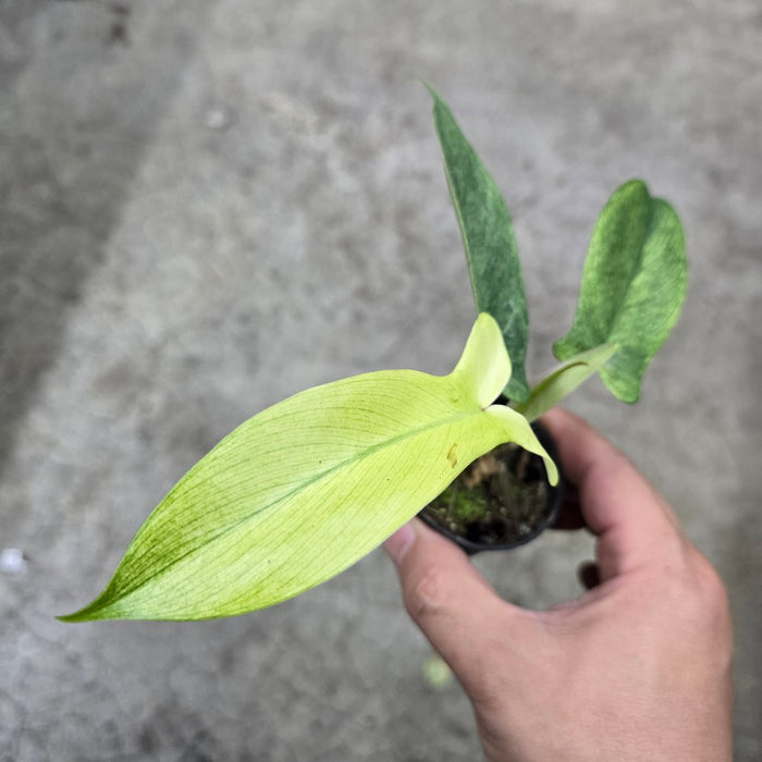 SMALL PLANTS - Philodendron Florida Ghost Mint - 2"