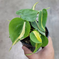 TRAILING PLANTS - PHILODENDRON HEDERACEUM BRASIL - 4"