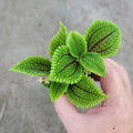 SMALL PLANTS - Pilea Moon Valley - 2"