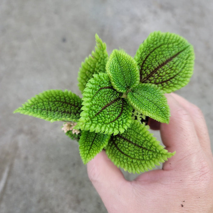 SMALL PLANTS - Pilea Moon Valley - 2"