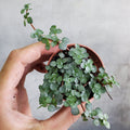 HOUSEPLANTS - PILEA SILVER SPARKLE - 2"