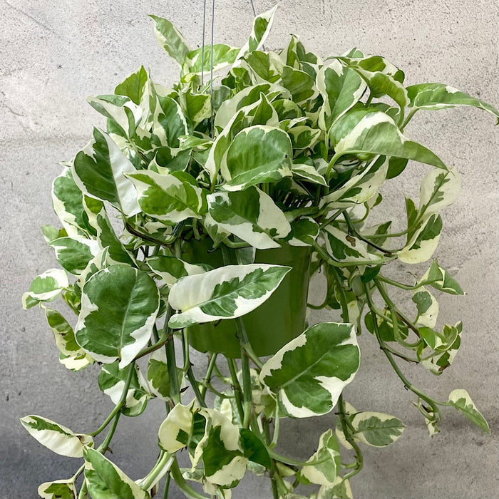 HOUSEPLANTS - POTHOS NJOY - 6" HANGING