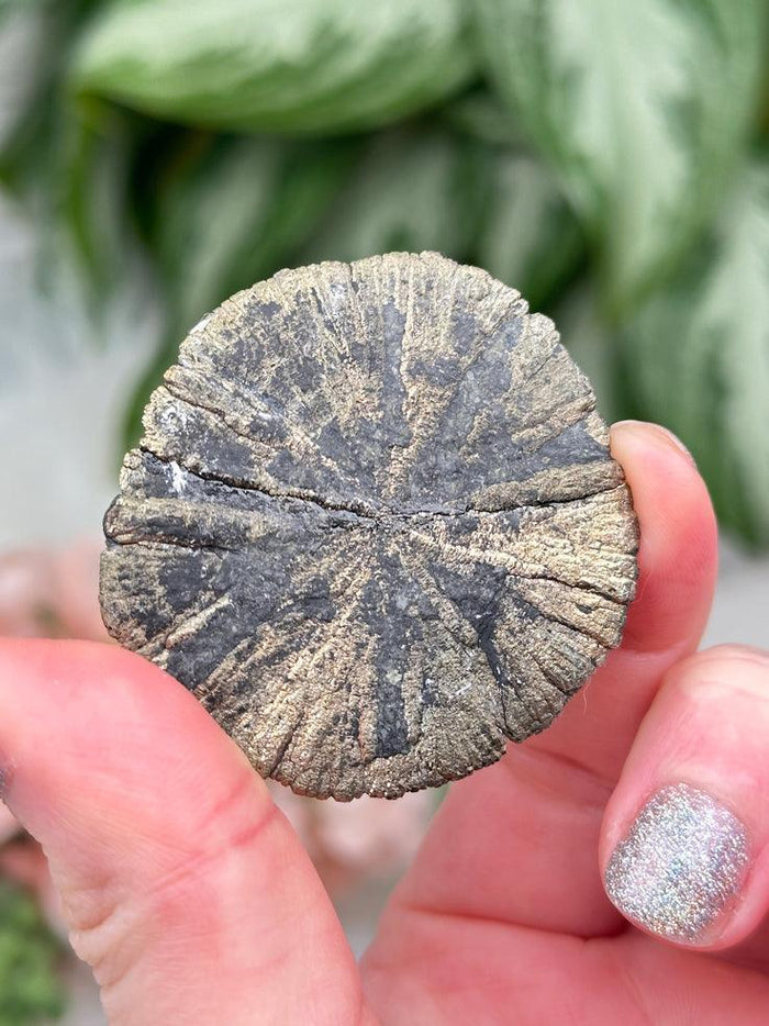 Pyrite Sun
