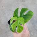 SMALL PLANTS - Rhaphidophora Tetrasperma - 2"