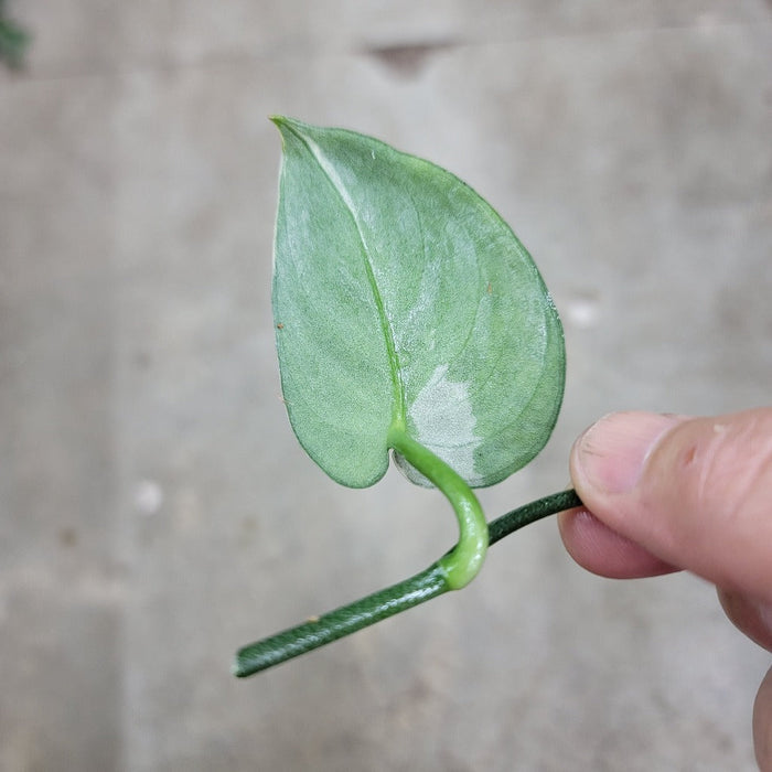 NODES - SCINDAPSUS MAYARI  VARIEGATED -  CUTTING (LV)