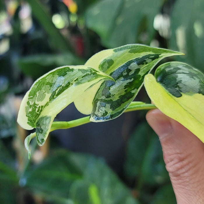 NODES - SCINDAPSUS MAYARI  VARIEGATED -  CUTTING (LV)