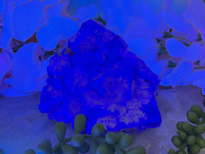 UV Reactive Diana Maria Fluorite