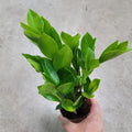 LOW LIGHT PLANTS - ZZ PLANT - 4"